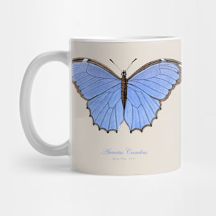 Butterfly - Menelaus Blue Morpho, Morpho Menelaus Coeruleus or Arcuatus Coeruleus Mug